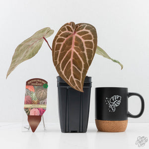 Anthurium Michelle '10' x Home, Sweet Home '32' by DocBlock® (wk26-K)
