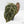 Anthurium Michelle '10' x Home, Sweet Home '32' by DocBlock® (wk26-K)