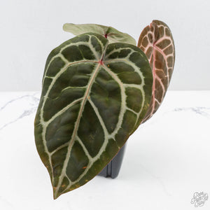 Anthurium Michelle '10' x Home, Sweet Home '32' by DocBlock® (wk26-K)