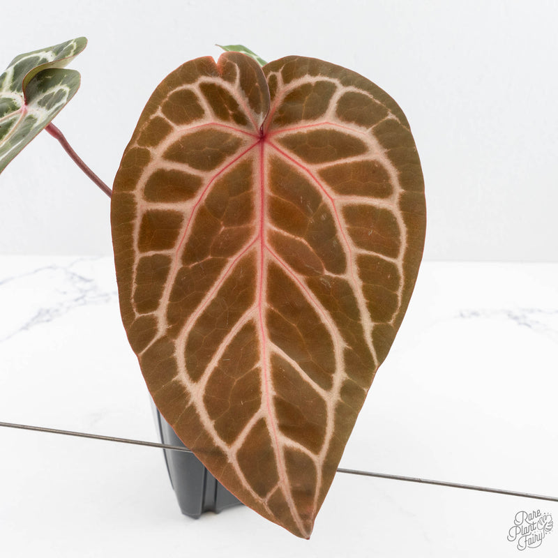 Anthurium Michelle '10' x Home, Sweet Home '32' by DocBlock® (wk26-K)