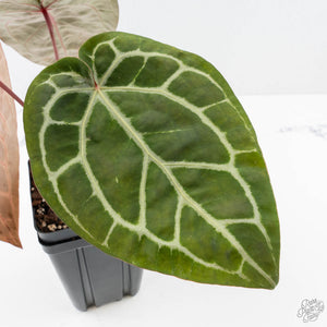 Anthurium Michelle '10' x Home, Sweet Home '32' by DocBlock® (wk26-K)