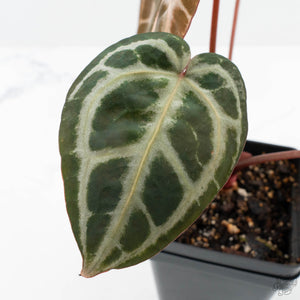 Anthurium Michelle '10' x Home, Sweet Home '32' by DocBlock® (wk27-A)