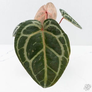 Anthurium Michelle '10' x Home, Sweet Home '32' by DocBlock® (wk27-A)