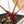Anthurium Michelle '10' x Home, Sweet Home '32' by DocBlock® (wk27-A)