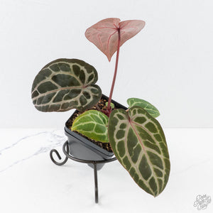 Anthurium Michelle '10' x Home, Sweet Home '32' by DocBlock® (wk28-A)