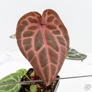 Anthurium Michelle '10' x Home, Sweet Home '32' by DocBlock® (wk28-A)