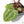 Anthurium Michelle '10' x Home, Sweet Home '32' by DocBlock® (wk28-A)