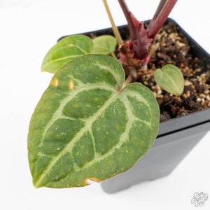Anthurium Michelle '10' x Home, Sweet Home '32' by DocBlock® (wk28-A)