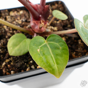 Anthurium Michelle '10' x Home, Sweet Home '32' by DocBlock® (wk28-A)