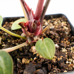 Anthurium Michelle '10' x Home, Sweet Home '32' by DocBlock® (wk28-A)