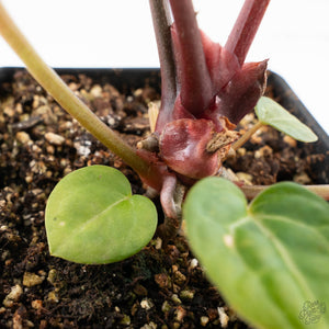 Anthurium Michelle '10' x Home, Sweet Home '32' by DocBlock® (wk28-A)