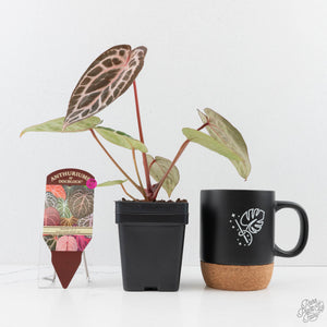 Anthurium Michelle '10' x Home, Sweet Home '32' by DocBlock® (wk29-L)
