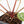 Anthurium Michelle '10' x Home, Sweet Home '32' by DocBlock® (wk29-L)