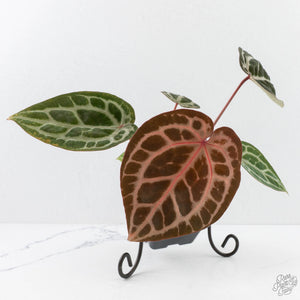 Anthurium Michelle '10' x Home, Sweet Home '32' by DocBlock® (wk29-L)