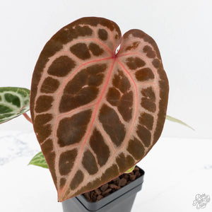 Anthurium Michelle '10' x Home, Sweet Home '32' by DocBlock® (wk29-L)