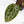 Anthurium Michelle '10' x Home, Sweet Home '32' by DocBlock® (wk29-L)