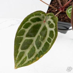 Anthurium Michelle '10' x Home, Sweet Home '32' by DocBlock® (wk29-L)