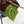 Anthurium Michelle '10' x Home, Sweet Home '32' by DocBlock® (wk29-L)