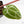 Anthurium Michelle '10' x Home, Sweet Home '32' by DocBlock® (wk29-L)
