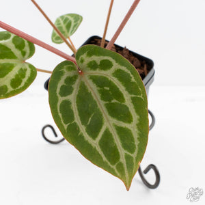 Anthurium Michelle '10' x Home, Sweet Home '32' by DocBlock® (wk29-L)