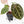 Anthurium Michelle '10' x Home, Sweet Home '32' by DocBlock® (wk29-L)
