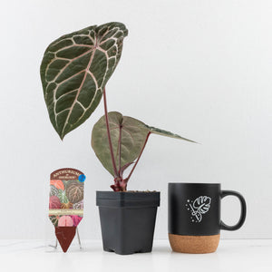 Anthurium Michelle '10' x Home, Sweet Home '32' by DocBlock® (wk30-D)