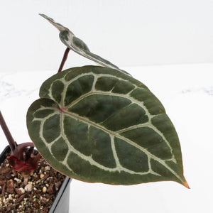 Anthurium Michelle '10' x Home, Sweet Home '32' by DocBlock® (wk30-D)