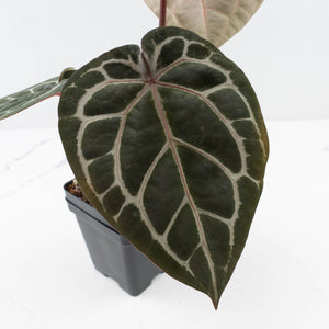 Anthurium Michelle '10' x Home, Sweet Home '32' by DocBlock® (wk30-D)
