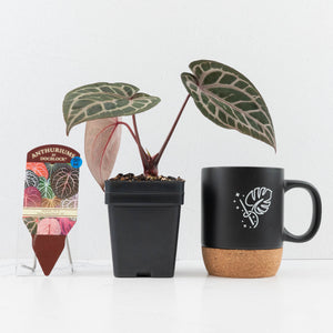 Anthurium Michelle '10' x Home, Sweet Home '32' by DocBlock® (wk30-M)