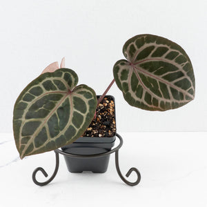 Anthurium Michelle '10' x Home, Sweet Home '32' by DocBlock® (wk30-M)