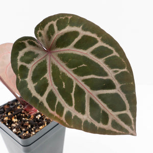 Anthurium Michelle '10' x Home, Sweet Home '32' by DocBlock® (wk30-M)