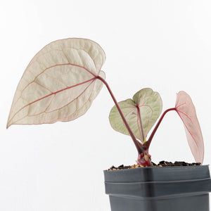 Anthurium Michelle '10' x Home, Sweet Home '32' by DocBlock® (wk30-M)