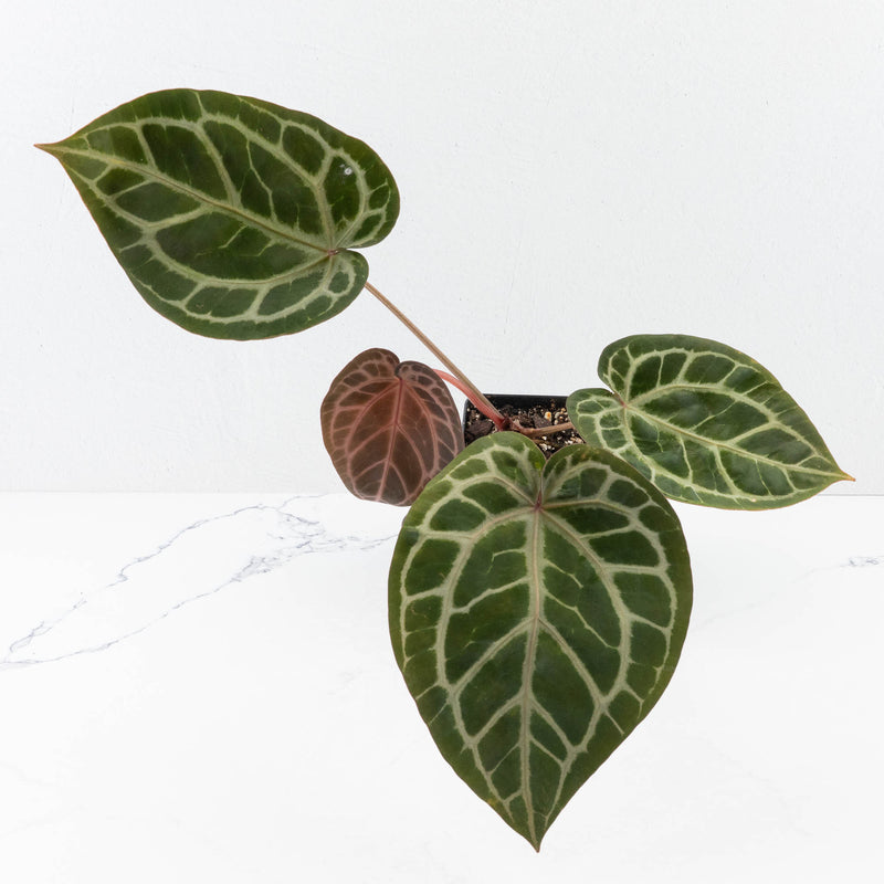 Anthurium Michelle '10' x Home, Sweet Home '32' by DocBlock® (wk31-G)