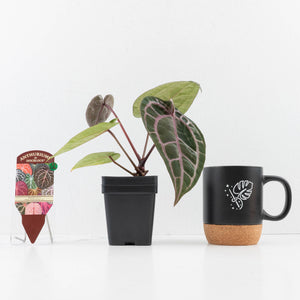Anthurium Michelle '10' x Home, Sweet Home '32' by DocBlock® (wk33-L36) *Purple Veins*