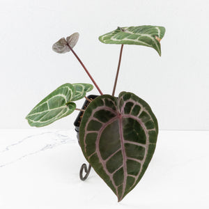 Anthurium Michelle '10' x Home, Sweet Home '32' by DocBlock® (wk33-L36) *Purple Veins*