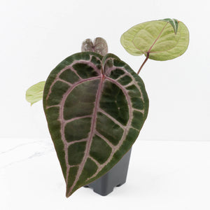 Anthurium Michelle '10' x Home, Sweet Home '32' by DocBlock® (wk33-L36) *Purple Veins*