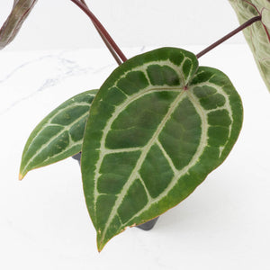 Anthurium Michelle '10' x Home, Sweet Home '32' by DocBlock® (wk33-L36) *Purple Veins*