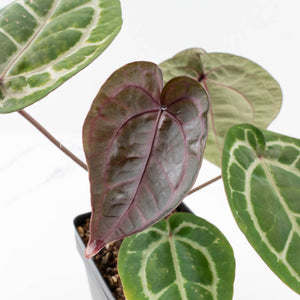 Anthurium Michelle '10' x Home, Sweet Home '32' by DocBlock® (wk33-L36) *Purple Veins*