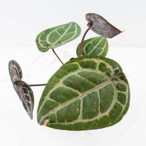 Anthurium Michelle '10' x Home, Sweet Home '32' by DocBlock® (wk33-L36) *Purple Veins*