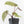 Anthurium Michelle '10' x Home, Sweet Home '32' by DocBlock® (wk33-L36) *Purple Veins*