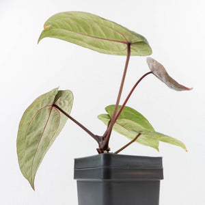 Anthurium Michelle '10' x Home, Sweet Home '32' by DocBlock® (wk33-L36) *Purple Veins*