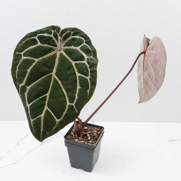 Anthurium Michelle '10' x Home, Sweet Home '32' by DocBlock (wk37