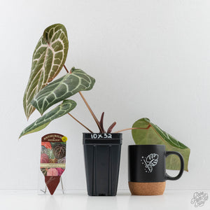 Anthurium Michelle '10' x Home, Sweet Home '32' by DocBlock (wk42-L382)
