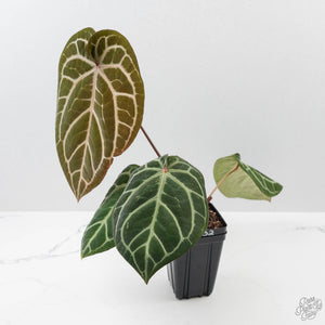 Anthurium Michelle '10' x Home, Sweet Home '32' by DocBlock (wk42-L382)