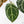 Anthurium Michelle '10' x Home, Sweet Home '32' by DocBlock (wk42-L382)