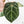Anthurium Michelle '10' x Home, Sweet Home '32' by DocBlock (wk42-L382)