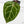 Anthurium Michelle '10' x Home, Sweet Home '32' by DocBlock (wk42-L382)