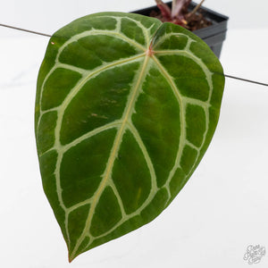 Anthurium Michelle '10' x Home, Sweet Home '32' by DocBlock (wk42-L382)