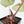 Anthurium Michelle '10' x Home, Sweet Home '32' by DocBlock (wk42-L382)