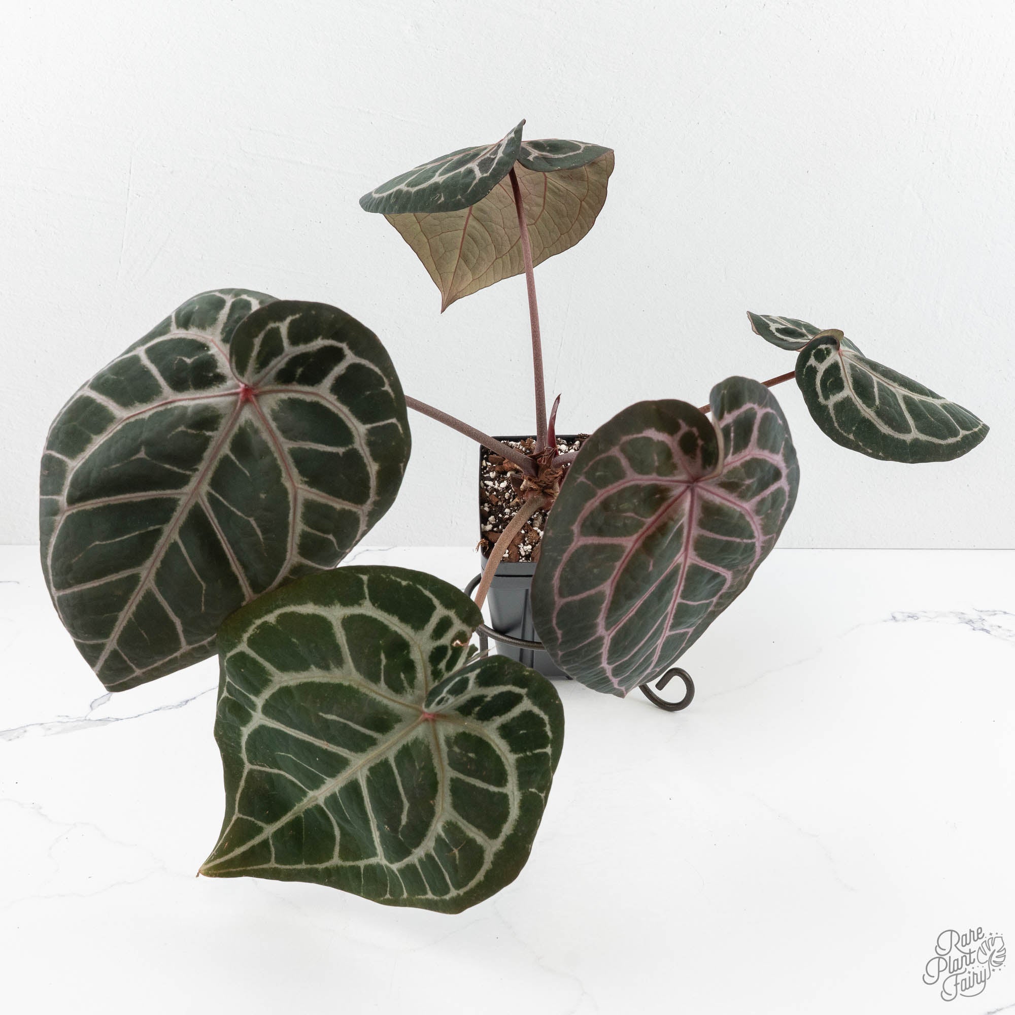 Anthurium Michelle '10' x Michelle Long '20' by DocBlock® (wk18-S